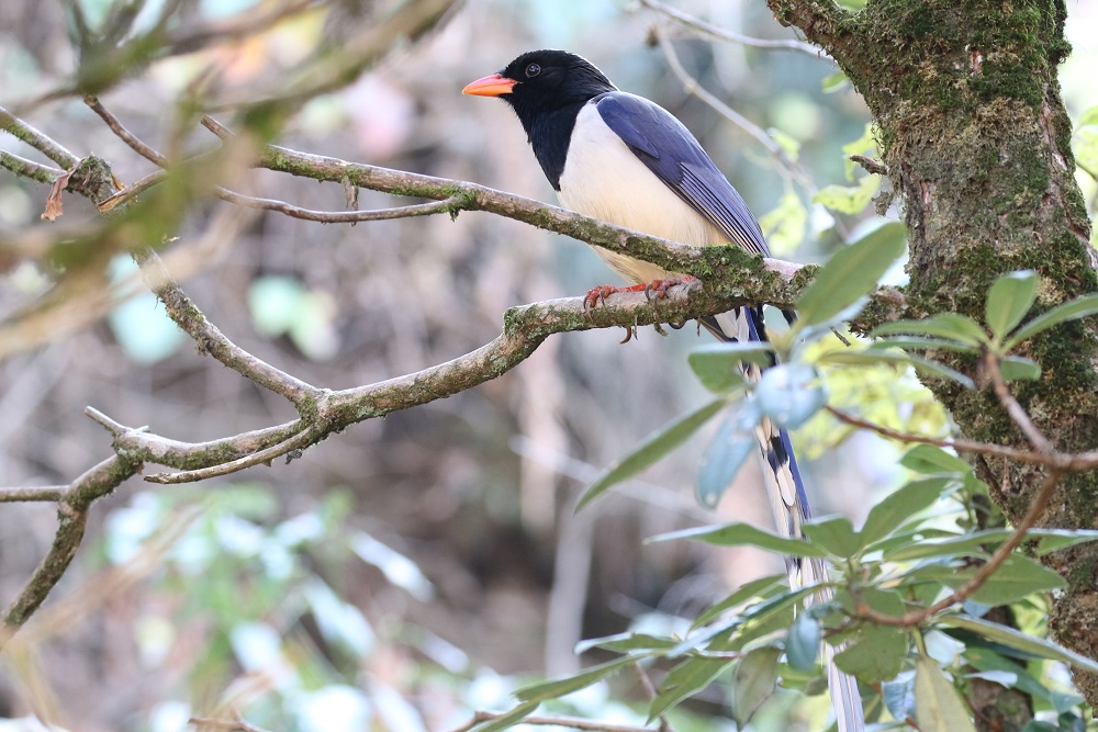 Red-billed Blue Magpie