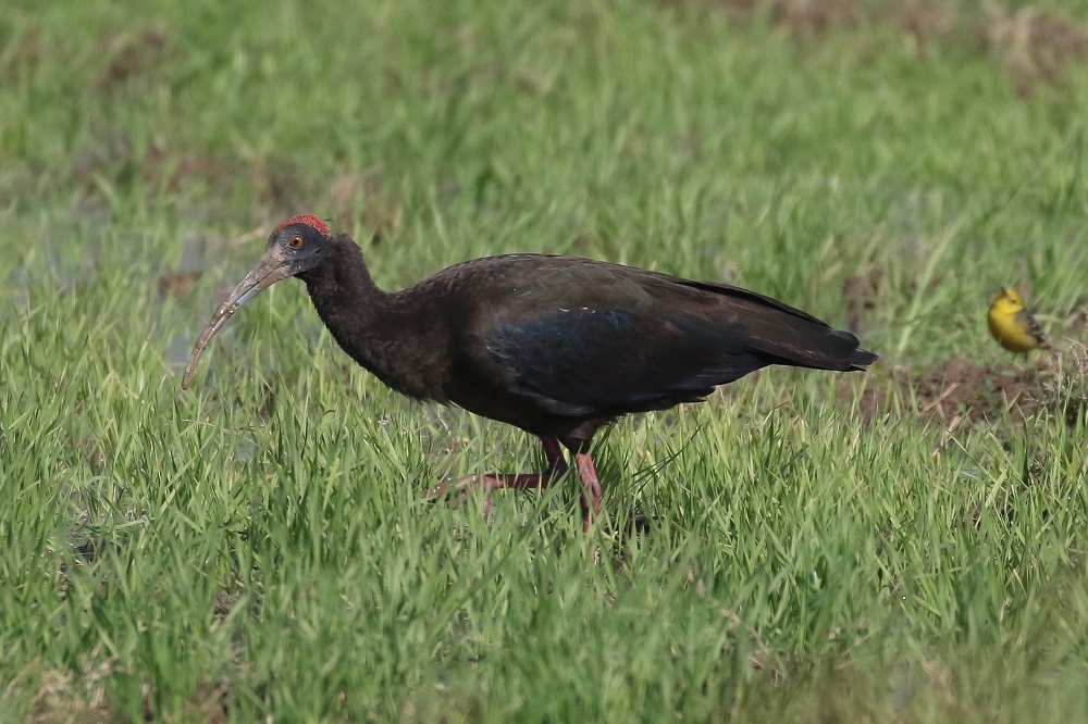 Red-naped Ibis