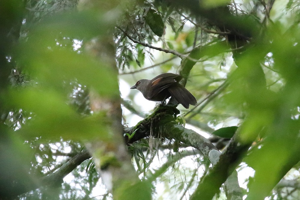 Rufous-fronted Laughingthrush