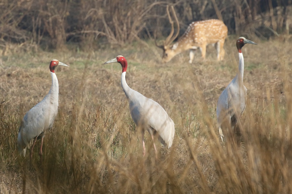 Sarus Crane