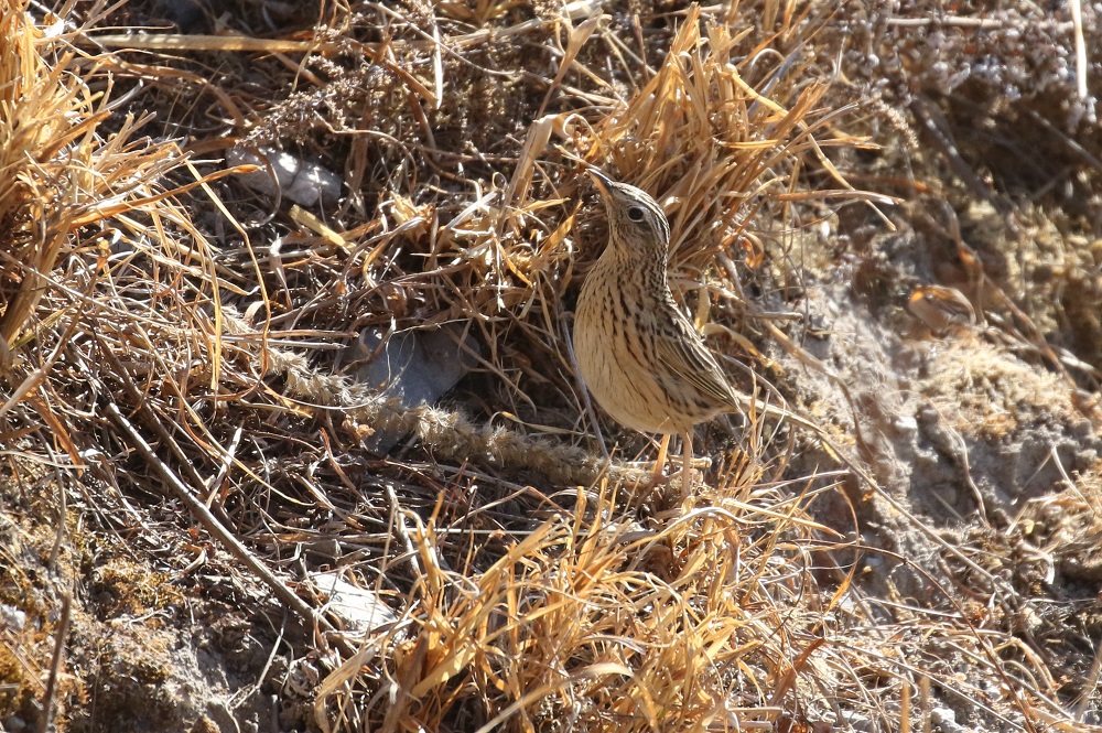 Upland Pipit