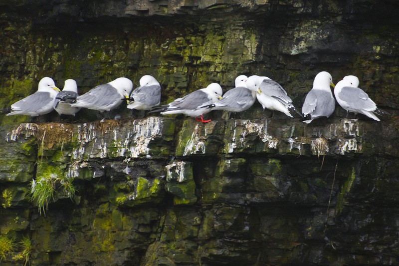 Red-legged Kittiwake with Black-legged Kittiwakes