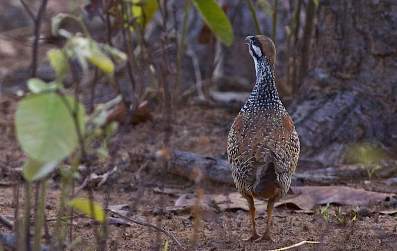 Chinese Francolin (Garry Bakker)