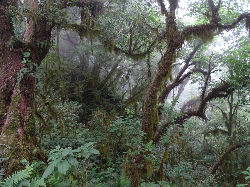 Cloud forest