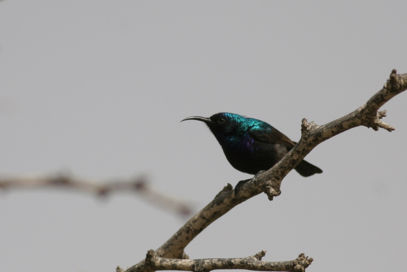 Palestina snubird