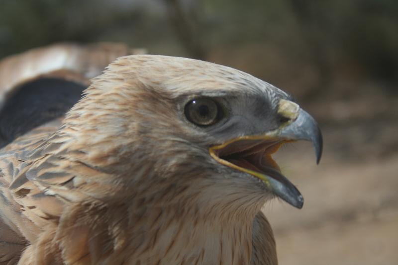 Arendbuizerd