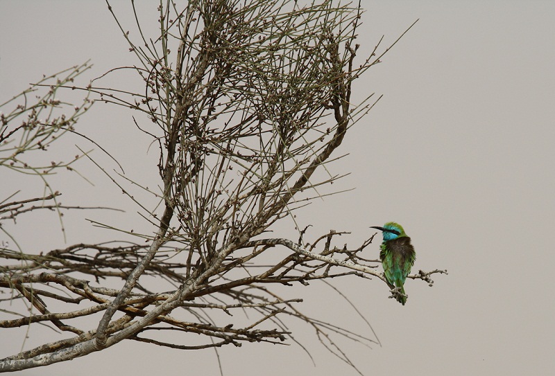 kleine groene bijeneter