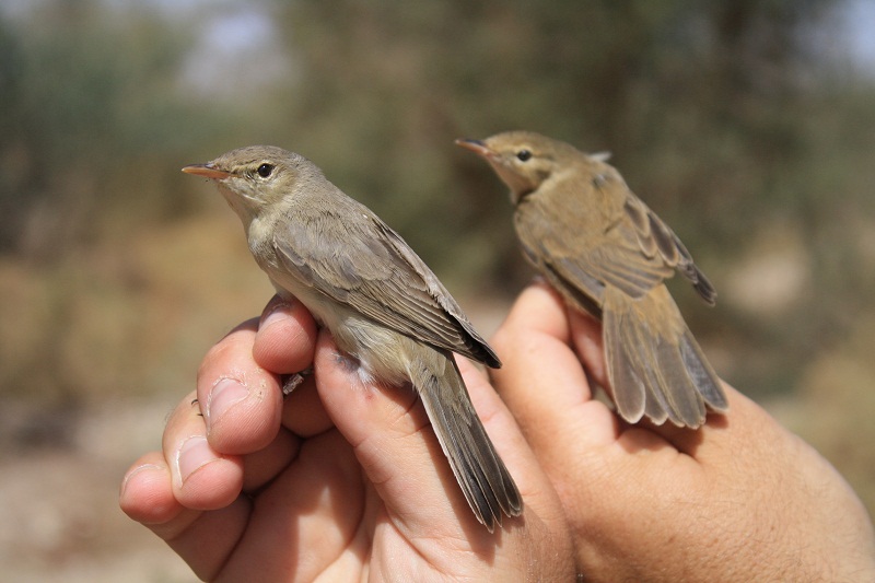 Oostelijke vale spotvogel