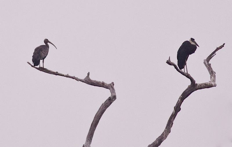 Giant Ibis (Garry Bakker)