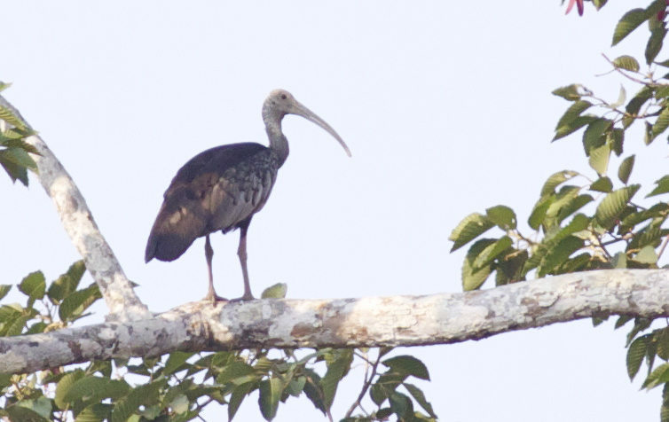 Giant Ibis (Garry Bakker)