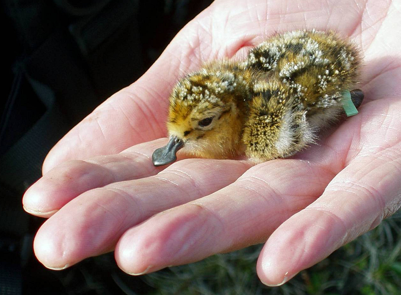 Lepelbekstrandloper (Birdlife International)