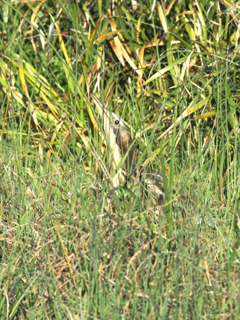 Australasian Bittern (Foto: Ineziatours.nl)