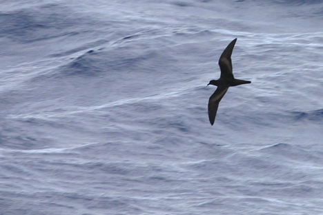 Bulwer's Petrel