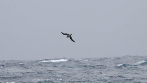 Soft-plumaged Petrel (Foto: Ineziatours.nl)