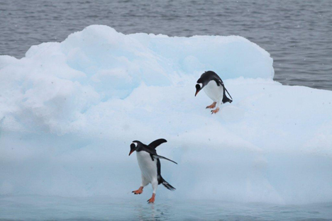 Gentoo Pinguin / Ezelspinguin (Ineziatours.nl)