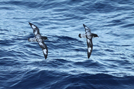 Cape Petrel (Foto: Ineziatours.nl)