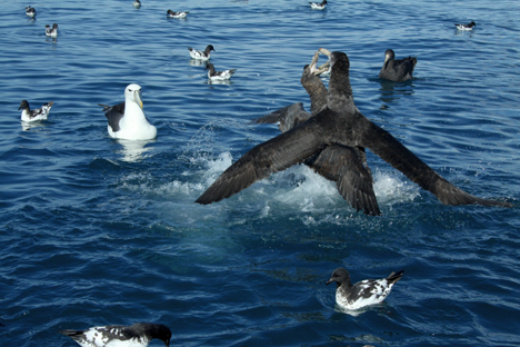 Kaikoura feeding frenzy (foto: Ineziatours.nl)