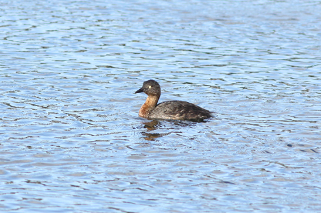 New zealand Dabchick - Poliocephalus rufopectus (Foto: Ineziatours.nl)