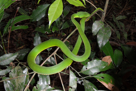 White-lipped Pit-Viper