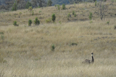 Emu