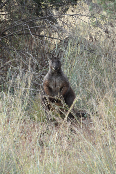 Wallaroo