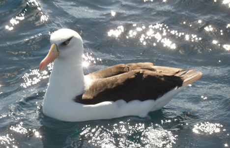 Campbell Albatross