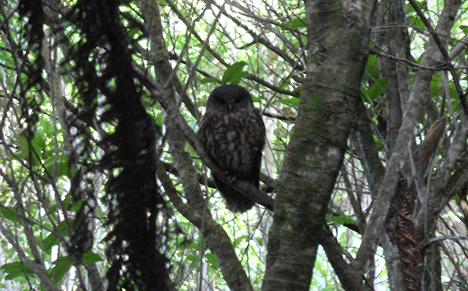 Morepork