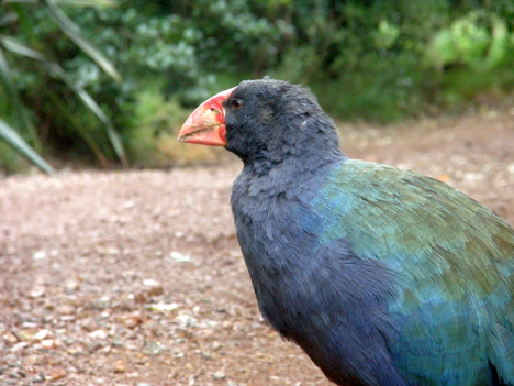 Takahe (Foto: Ineziatours.nl)