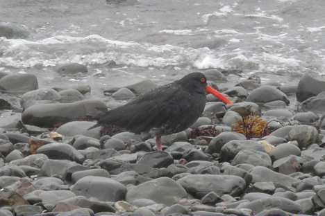 Variable Oystercatcher (Foto: Ineziatours.nl)