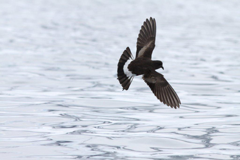 Wilsons Stormvogeltje (Foto: Ineziatours.nl)