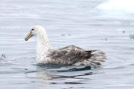 Southern Giant Petrel