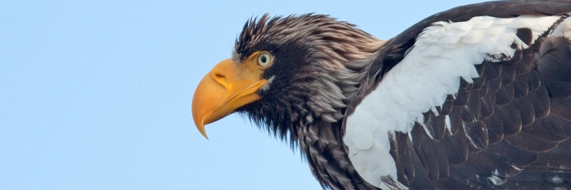 Stellers Sea Eagle