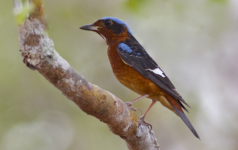 White-throated Rock Thrush (Garry Bakker)