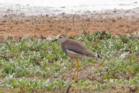 Witstaartkievit - Vanellus leucurus, Vogelmeer, Kenemerduinen (NH), 29 mei 2010 (Lars Buckx)